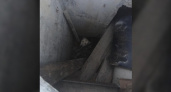 Недалеко от Западного рынка Новороссийска собака упала в коллектор. Ее доставали спасатели