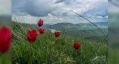 На склонах Маркотхского хребта цветут дикие тюльпаны и пионы: новороссийцы делятся фотографиями цветов