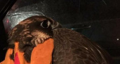Раненого ястреба нашли на улице в Новороссийске. Ему на помощь пришли спасатели и волонтеры