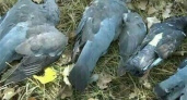 Массовая гибель голубей произошла на Кубани
