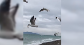 Погода vs Природа. Новороссийцы сняли на видео чаек, которым мешает лететь ветер