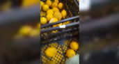 Гниль за 200. В новороссийском супермаркете продают пропавшие лимоны