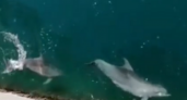 Танцы дельфинов в Новороссийской бухте попали на видео