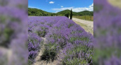 Губернатор Кубани призывает жителей побывать на лавандовой ферме под Новороссийском