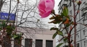 Под Новый год на улицах Новороссийска зацвели розы