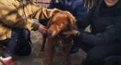 «Каштан пять лет жил на передержке». Еще один слепой пес обрел любящую семью в Новороссийске