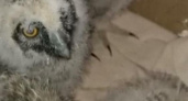 Новороссийский волонтёр выхаживает «скрипящих» совят: милое видео