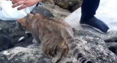 Добрый рыбак в Мысхако покормил бездомного котика своим уловом: милое видео