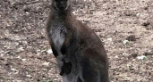 В парке живой природы Новороссийска родился кенгуренок: видео