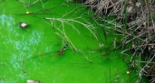 Уранин А: власти Новороссийска объяснили появление зеленой воды в ливневках