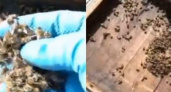 В Новороссийске массово гибнут пчёлы