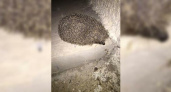 Милое видео. Новороссийцы стали чаще встречать у своих домов ежей
