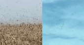 Полчища саранчи обрушились на поля Кубани: видео