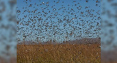 Краснодарский край готовится  к нашествию саранчи