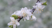 Экстренное предупреждение по заморозкам до - 6 градусов объявлено на Кубани