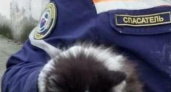 Новороссийские спасатели пришли на помощь к бездомному котенку