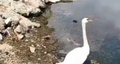 Лебедь-холостяк отбился от стаи и поселился на пляже в Алексино