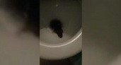 Жительница Новороссийска сняла на видео вылезшую из унитаза крысу