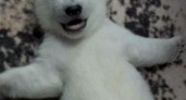 Ми-ми-мишность зашкаливает! В сафари-парке Геленджика подрастают белые медвежата: новые видео