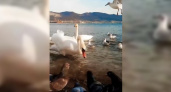 Жители Новороссийска сняли на видео битву лебедей, чаек и голубей за хлеб