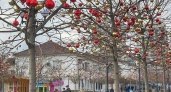 Все каштаны в бульваре Черняховского украсили новогодними шарами