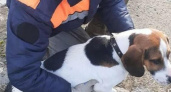 Собака в водяной ловушке: новороссийские спасатели помогли псу выбраться из заточения