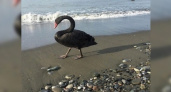 «Черный лебедь в Черном море»: жители побережья сняли на видео редкую птицу