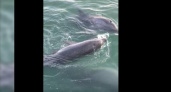 Новороссийцы сняли на видео, как стая дельфинов охотится и играет с пойманной рыбой, устроив настоящее шоу