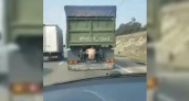 Автомобилисты Новороссийска сняли на видео, как полуголый мужчина катается по трассе, зацепившись за фуру