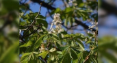 Весна в ноябре: в Новороссийске в последний месяц осени зацвели каштаны