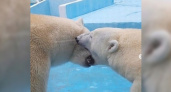 Большая медвежья любовь: поцелуи белых медведей в сафари-парке Геленджика попали в объектив камеры