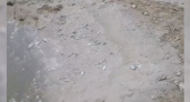 Под Новороссийском осушили пруд: рыбаки обнаружили огромное количество мертвой рыбы на месте водоема