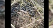 «Весна! Все хотят любви»:  новороссиец снял на видео змеиную свадьбу