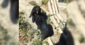 «Мощно! Зрелищно!»: ссора в семье гималайских медведей в «Сафари-парке» Геленджика попала на видео