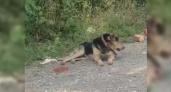 Под Новороссийском преданный пес несколько дней сидит на одном месте и ждет хозяина