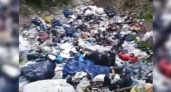 «Правительство виновато?»: новороссиец снял на видео, как люди превратили часть леса в свалку