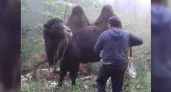В горах Новороссийска заблудился караван верблюдов (видео)