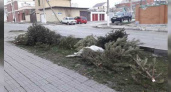 Жители Новороссийска жалуются на свалки из новогодних елок