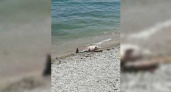 Жители города обнаружили на пляже Новороссийска мертвого дельфина