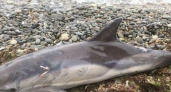 На пляж «Нептун» в Новороссийске выбросило умирающего дельфина