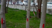 На деревьях в Пионерской роще Новороссийска появились красные метки: неужели их планируют срубить?