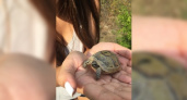 Жители Новороссийска нашли в лесу крохотную черепашку
