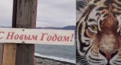 В Новороссийске на мысе Суджук появился ещё один тигр