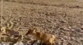 Лиса в поисках еды бегала по пляжу Анапы. Видео очевидцев