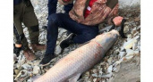 В озере Абрау поймали гигантскую рыбу. Новороссийцы просят наказать рыбаков (видео)