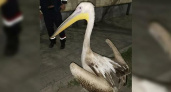 К рабочим новороссийского порта пришел в гости огромный пеликан (забавное видео)
