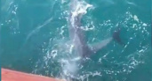 Дельфины устроили настоящее шоу, охотясь на черную кефаль: новороссиец снял видео