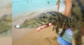 В поселке Абрау под Новороссийском у пляжного фотографа полицейские отобрали детеныша нильского крокодила