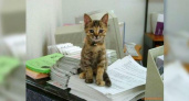 Офисные коты: где в Новороссийске можно встретить кота-работягу?