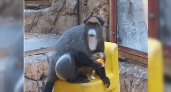 В геленджикском "Сафари-парке" родился детеныш мартышки Бразза